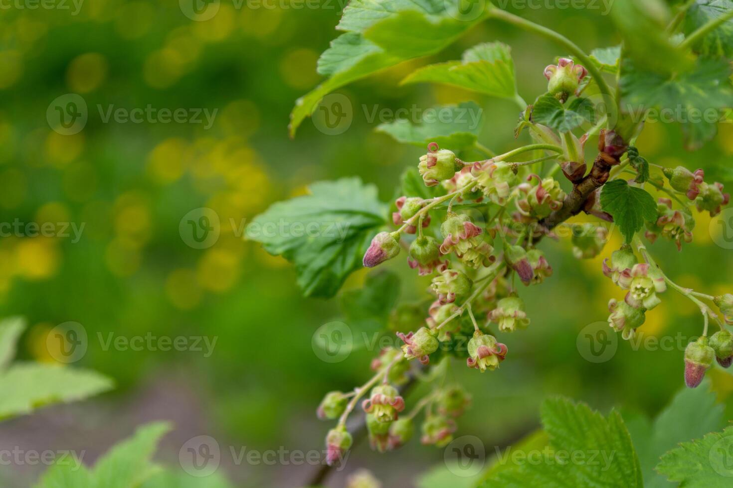 Red currant flowers on a branch with green leaves in the garden photo