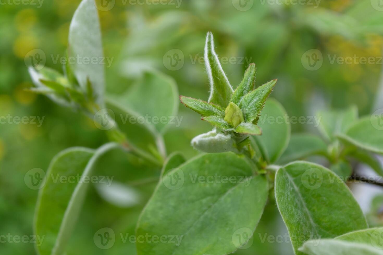 Green leaves and quince buds. Beautiful spring background. photo