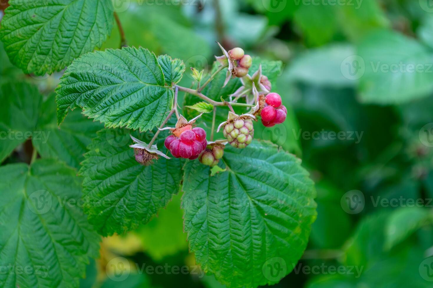 Wild raspberry bush in the forest with ripening small berries on a blurred background of green leaves. photo