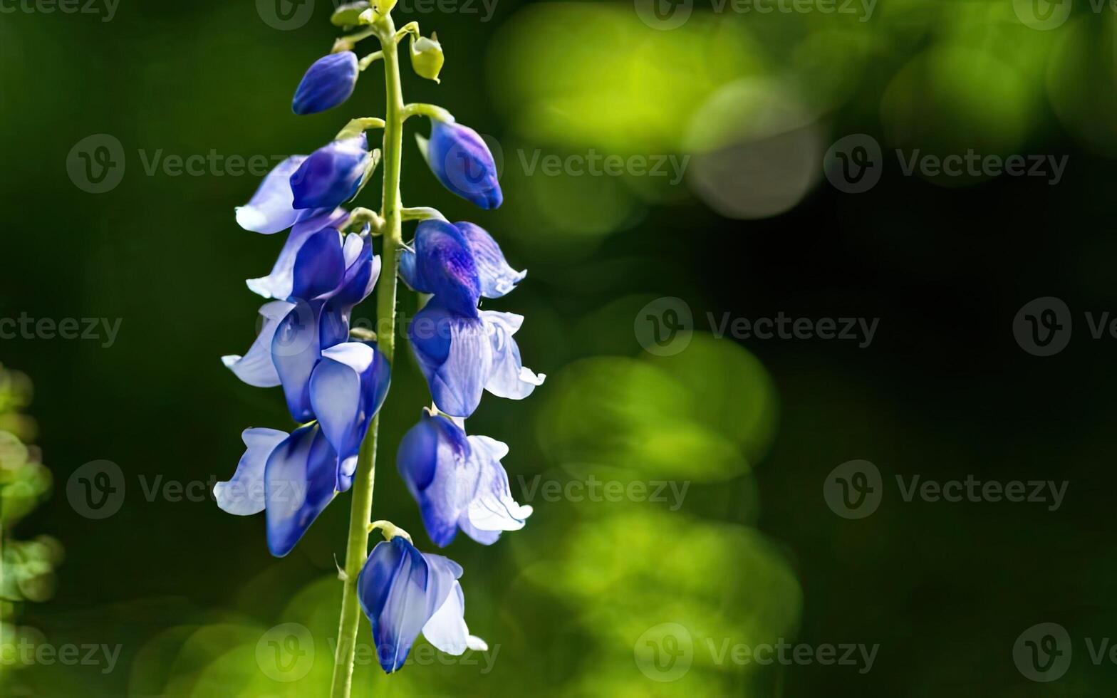 AI generated Aconitum flower hd photo with background