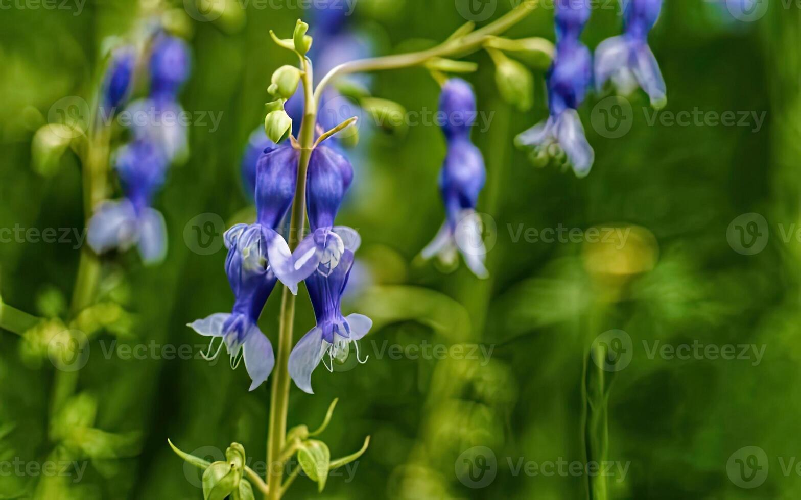 AI generated Aconitum flower hd photo with background