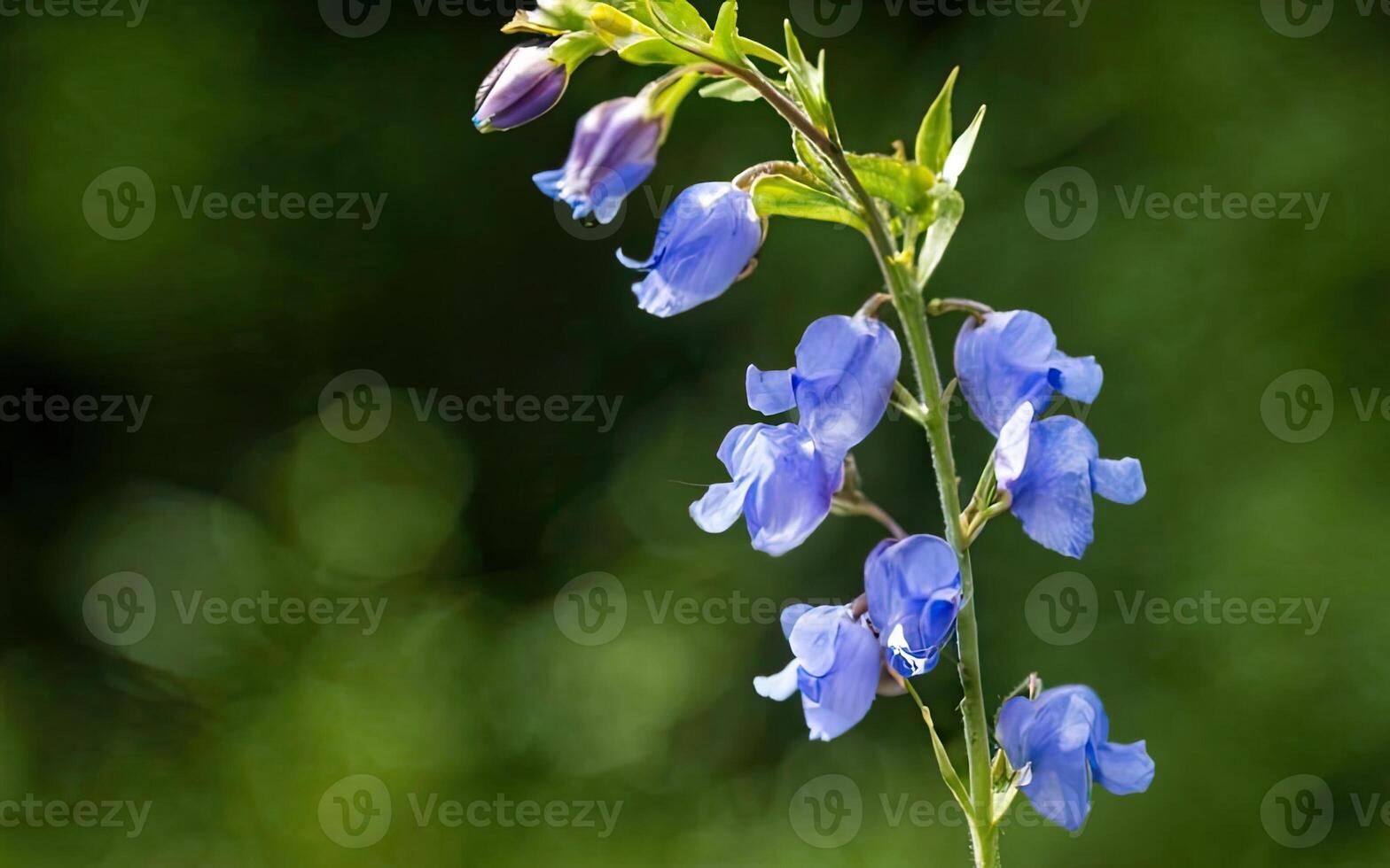 AI generated Aconitum flower hd photo with background