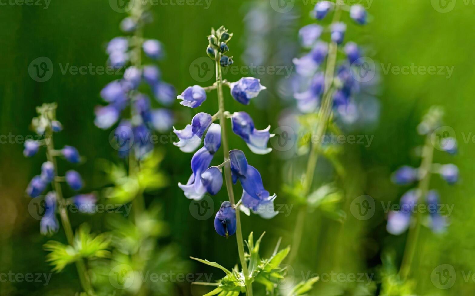 AI generated Aconitum flower hd photo with background