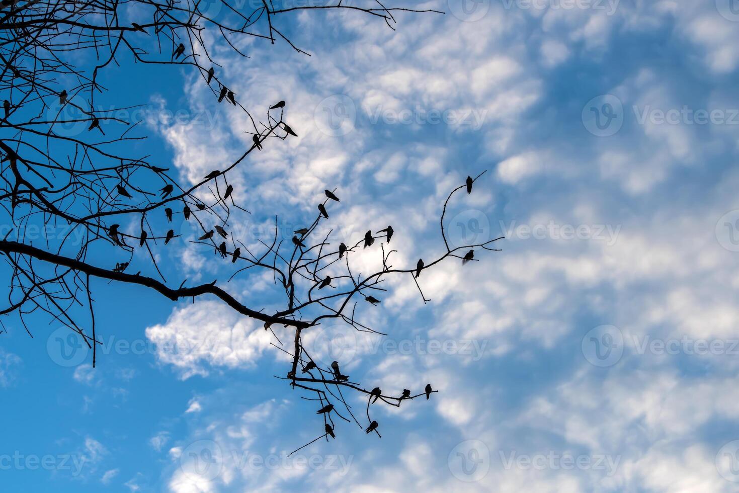 Black silhouette of bird photo