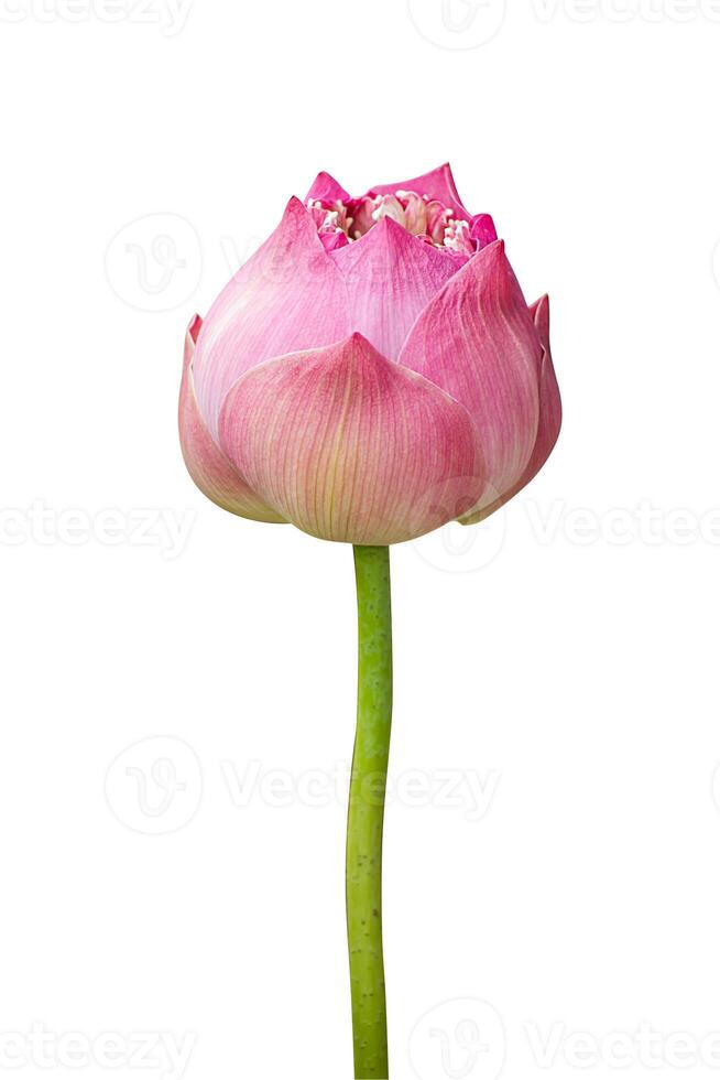 pink lotus flower are blooming. photo