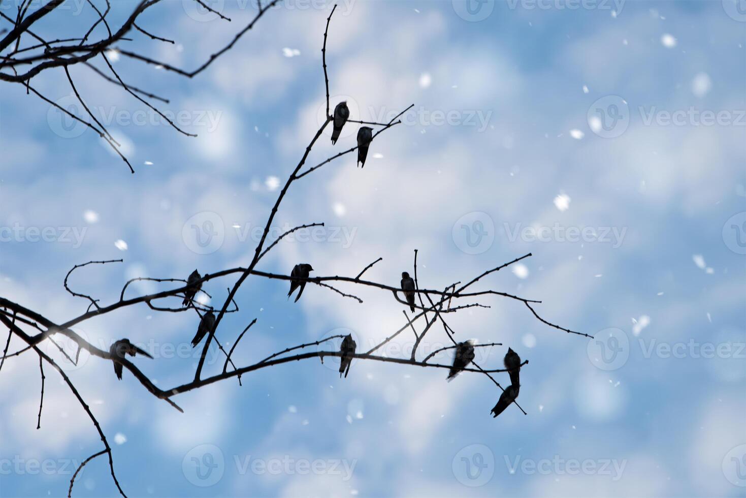 Black silhouette of bird photo