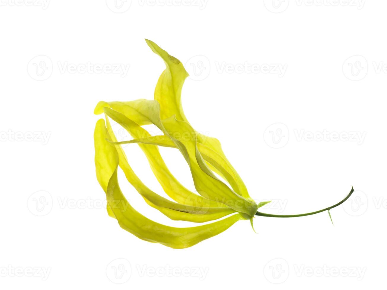 Chinese Desmos flower. photo