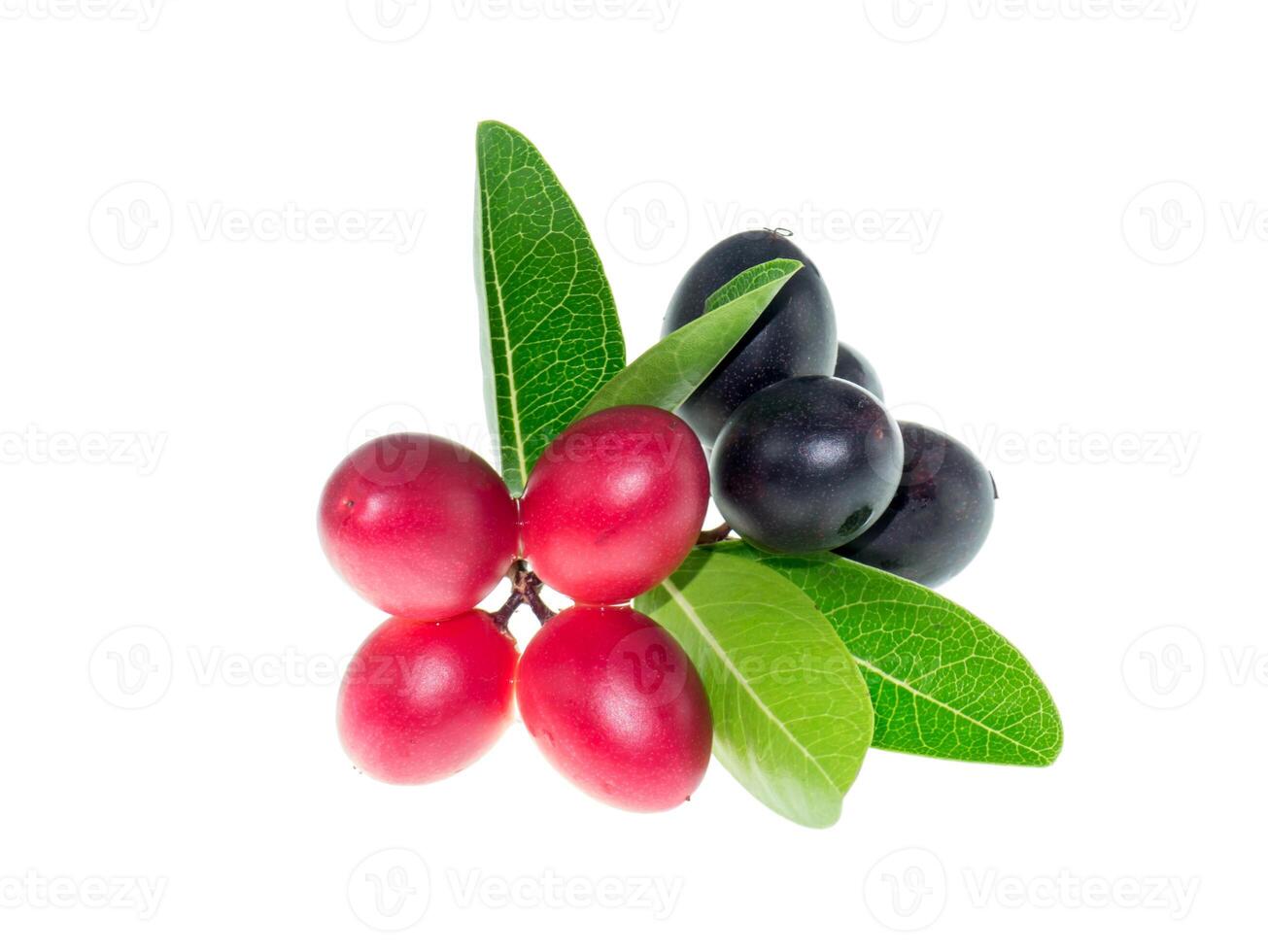 Carissa carandas fruit photo