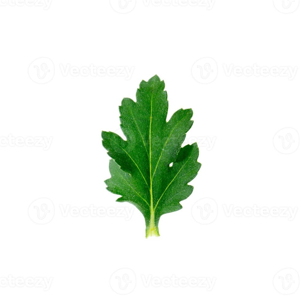 Close up Chrysanthemum leaf. photo