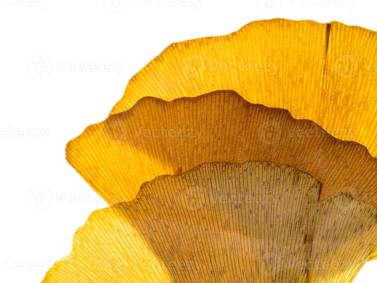 Dried ginkgo leaves photo
