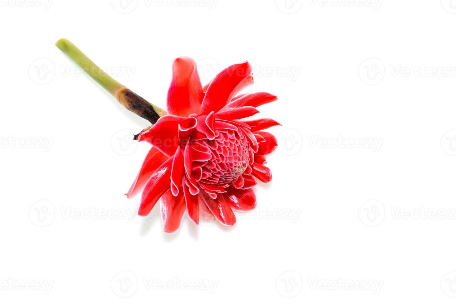 Red Etlingera elatior flower photo