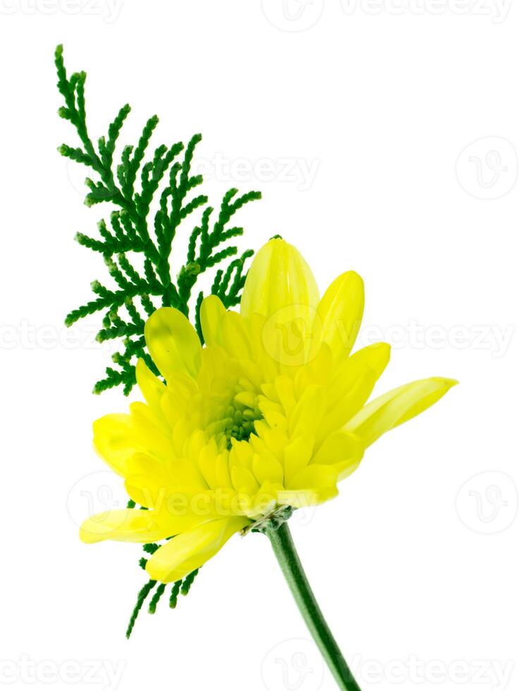 Close up Chrysanthemum flower. photo