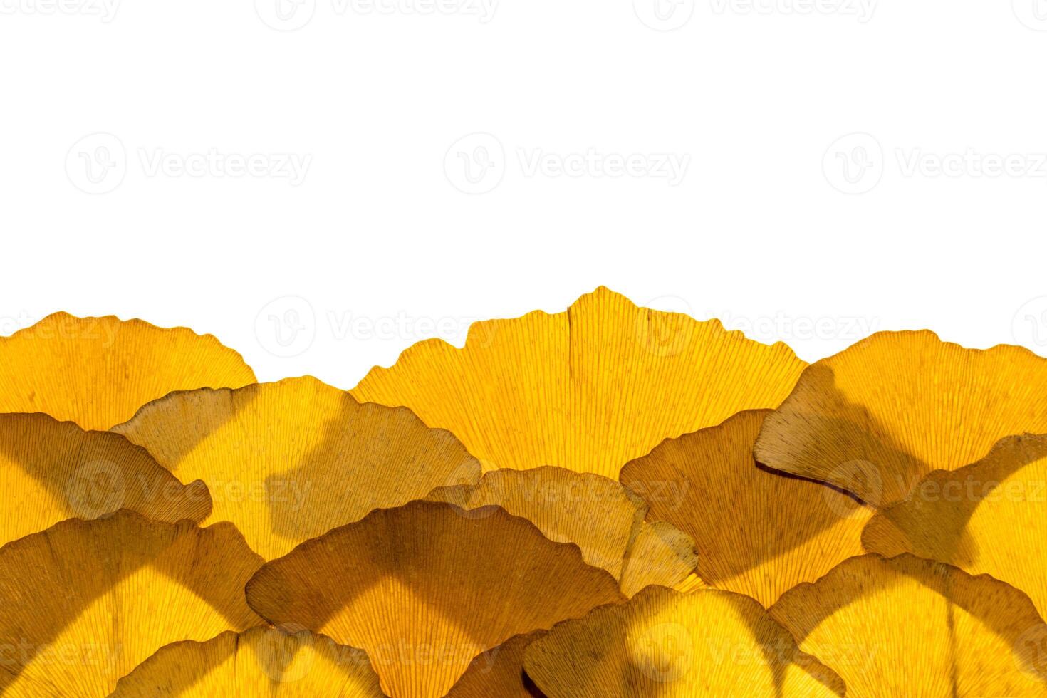 Dried ginkgo leaves photo