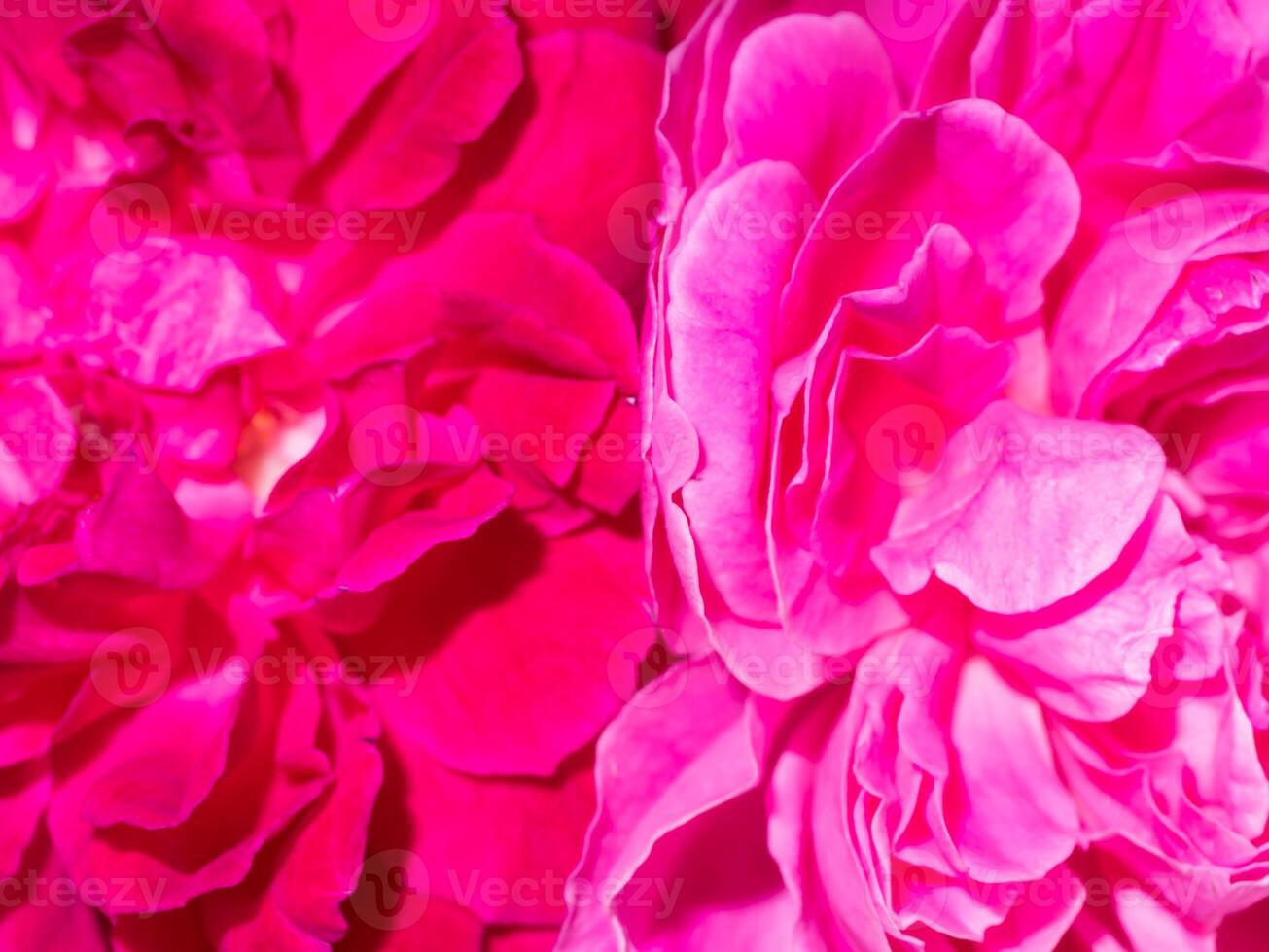 Pink rose petals for rose tea photo