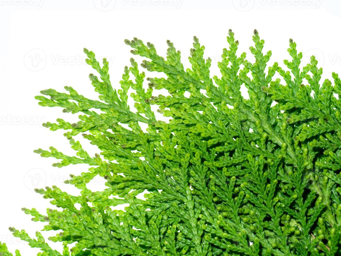 Green leaf of Chimese Arborvitae photo