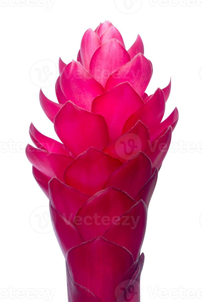 beautiful tropical red ginger flower on isolate white background photo