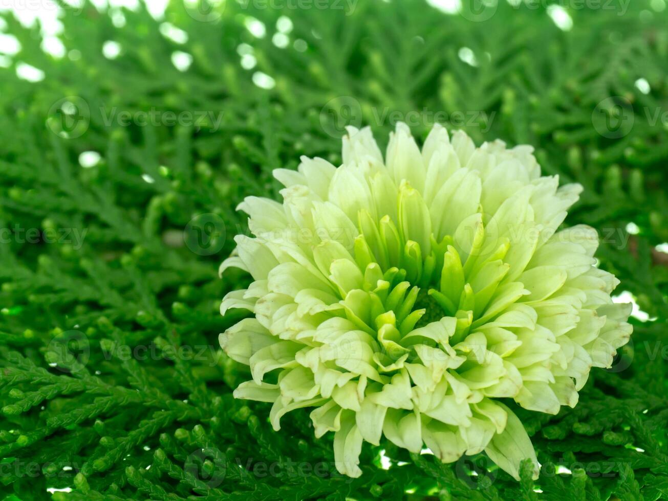 Close up Chrysanthemum flower. photo
