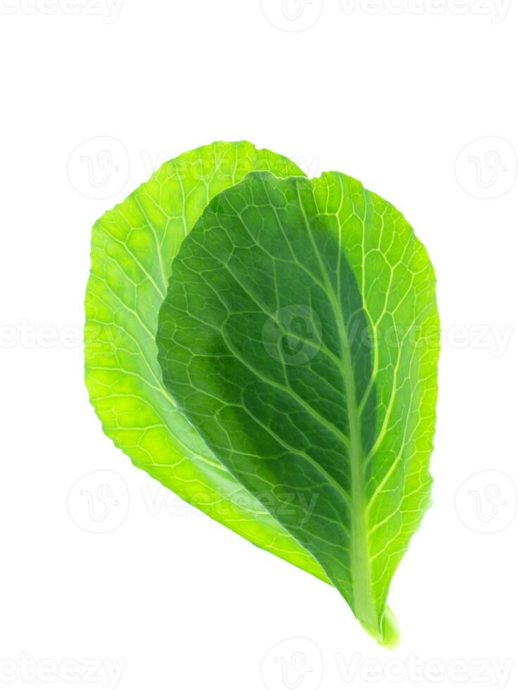 Chinese kale leaf photo