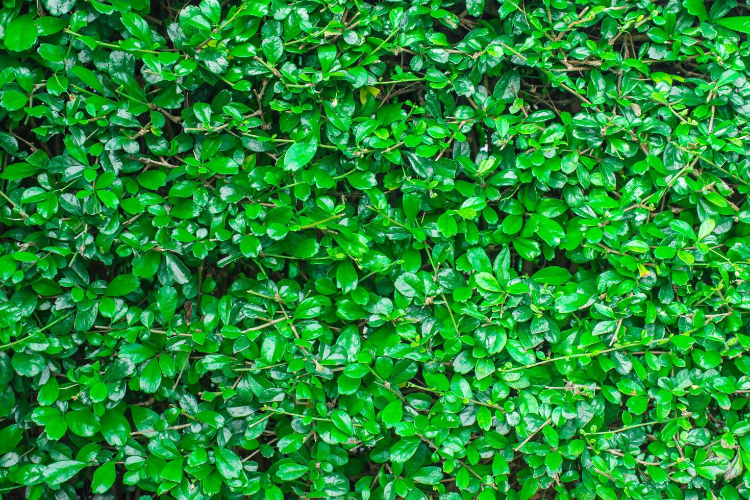 Green leaf background for texture and copy space photo