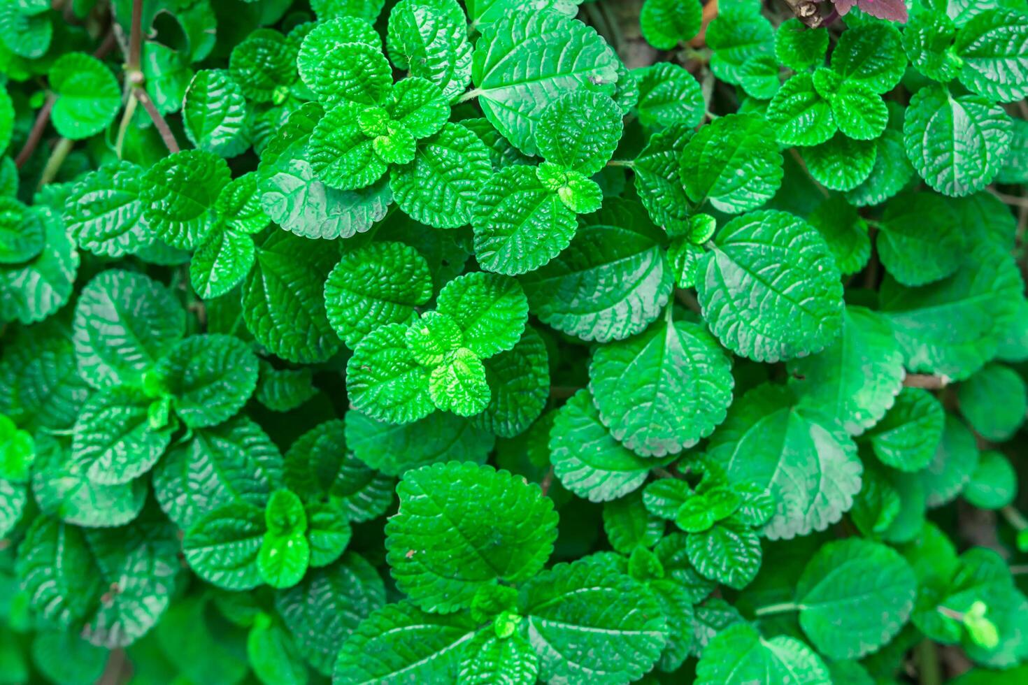 Mint leaves green fresh background and texture with copy space photo