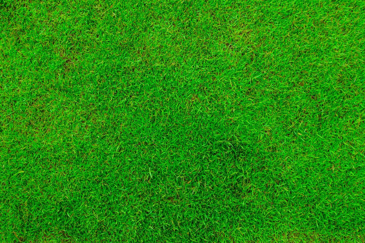 lawn floor in the garden background for texture and copy space photo