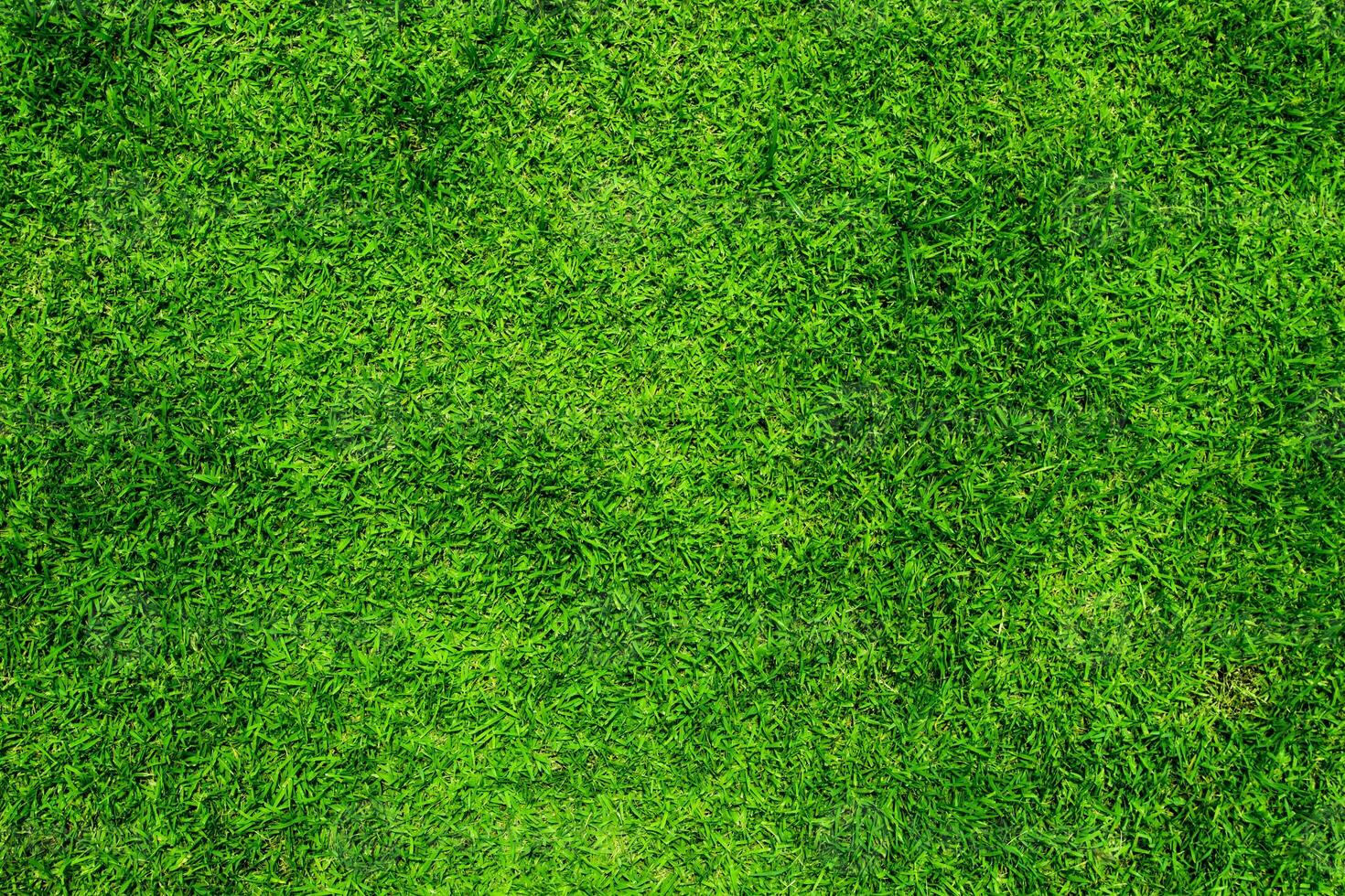 Green grass natural background and texture for copy space photo