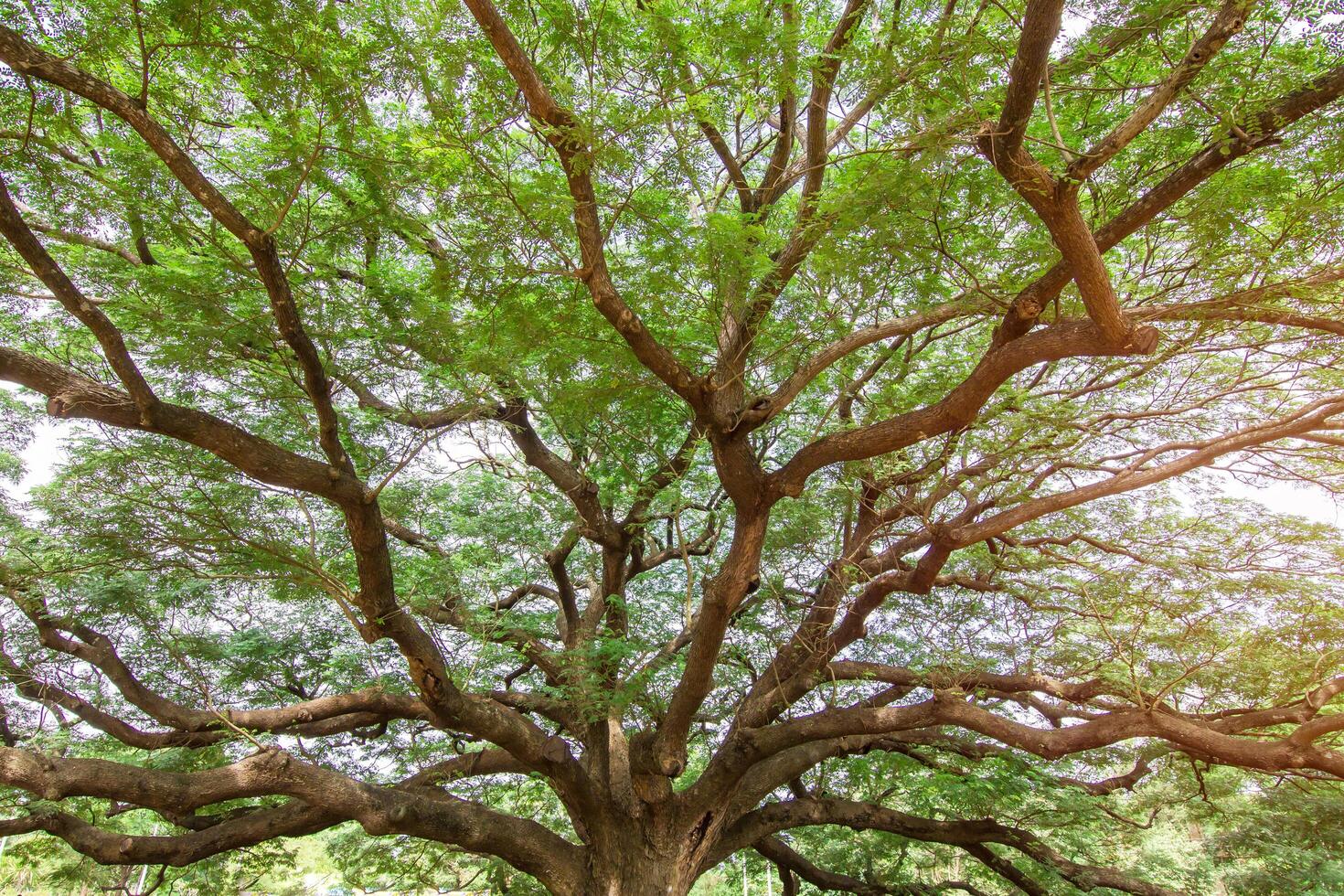 Big Rain Tree with branch magnify tree of Thailand for texture and copy space photo