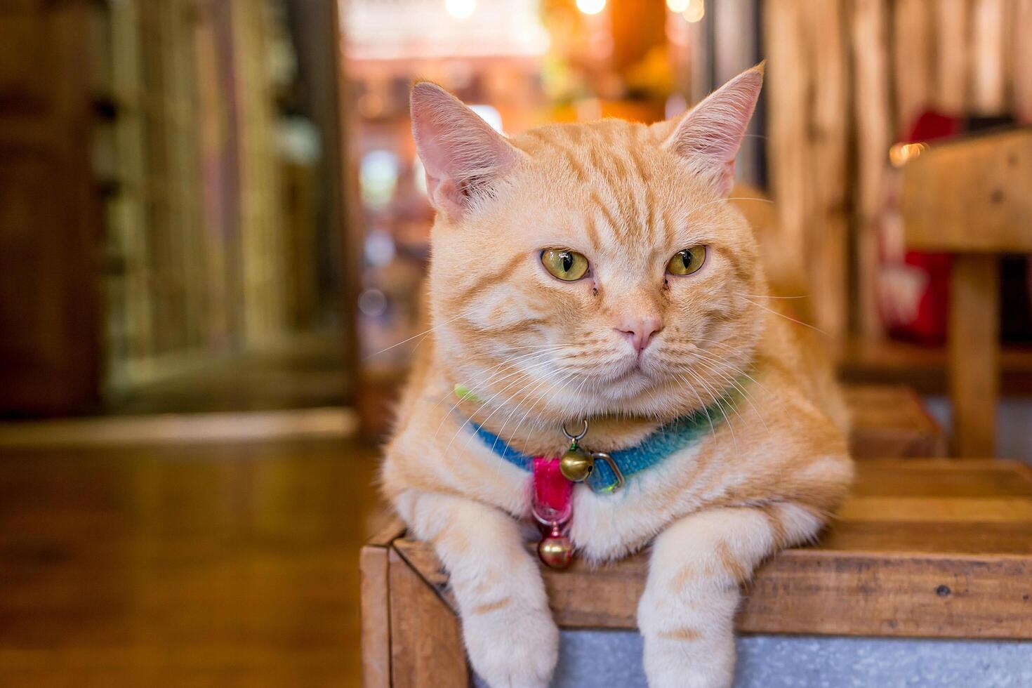 Big brown cat sitting on the wood table in the coffee shop and blur background photo