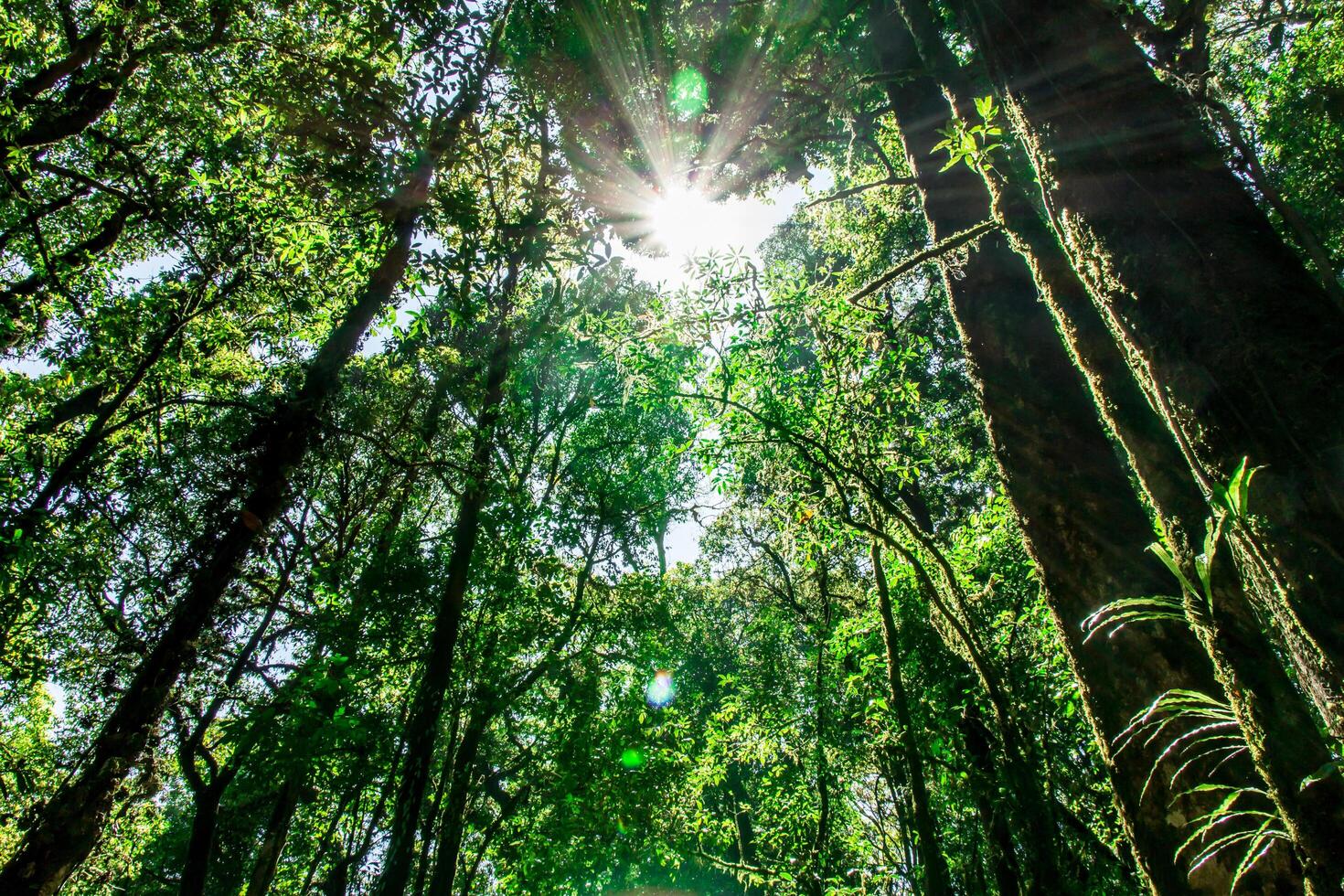 Natural views of forests and trees with sunlight in the mountain with richness and moisture for background and texture photo