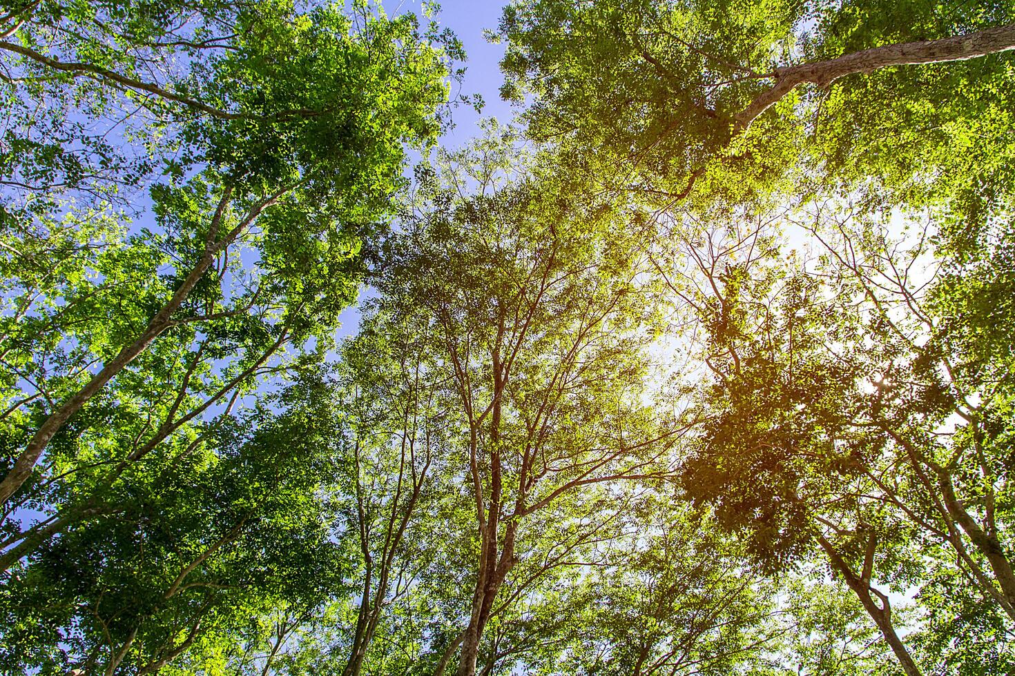 Blur photo concept Natural views of forests and trees with sunlight in the mountain with richness and moisture for background and texture