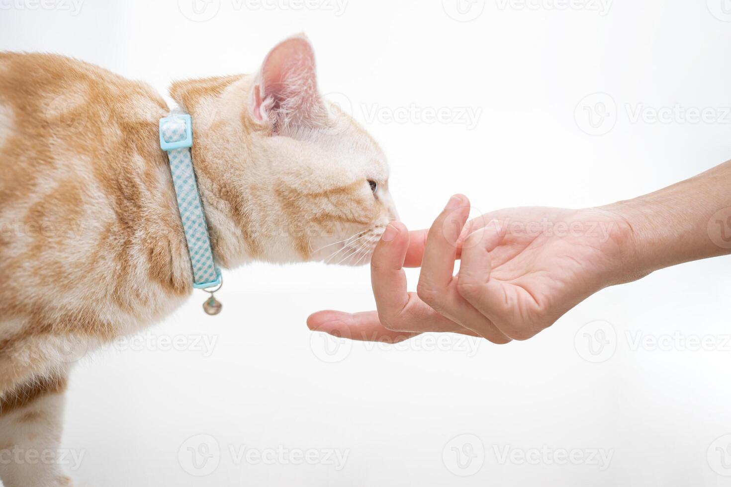 cerca arriba mano mujer alimentar el gato comida adentro para el salud de el mascota foto