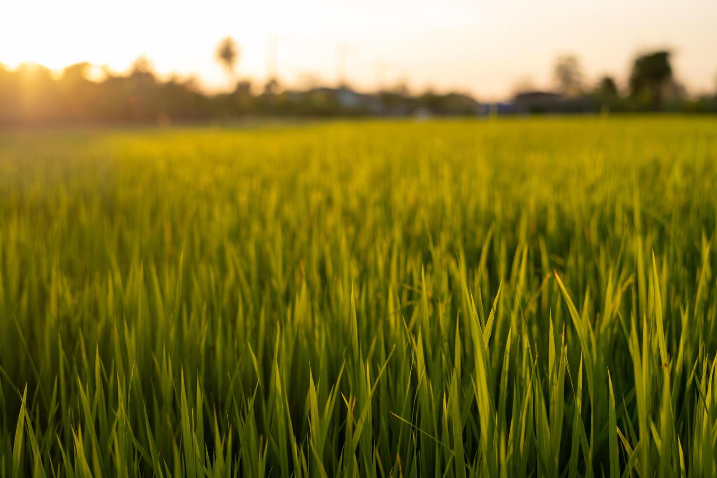 Sunset rice green field background photo