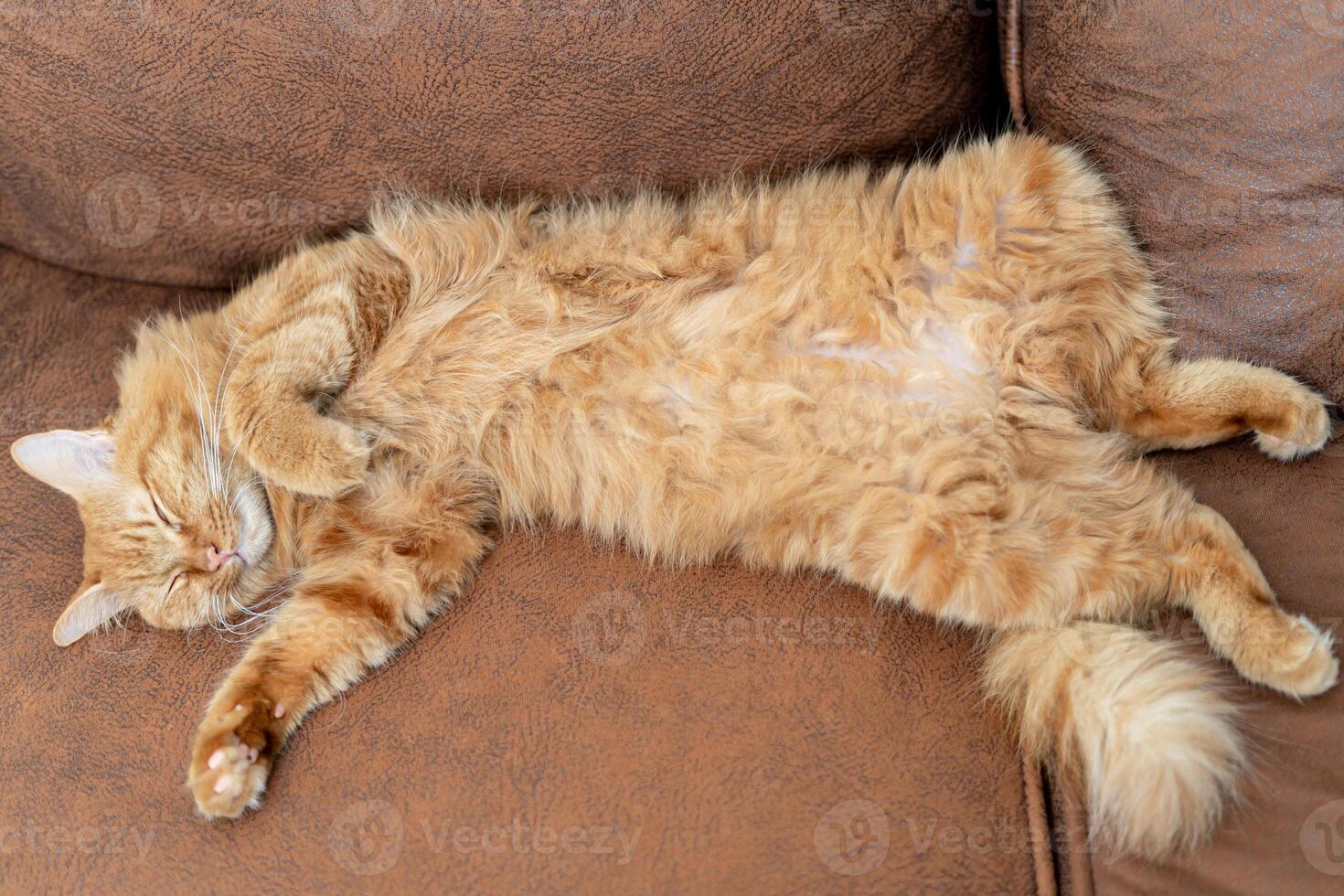 Funny ginger cat sleeping at home on the brown sofa the Top view of red cat on sleep time photo