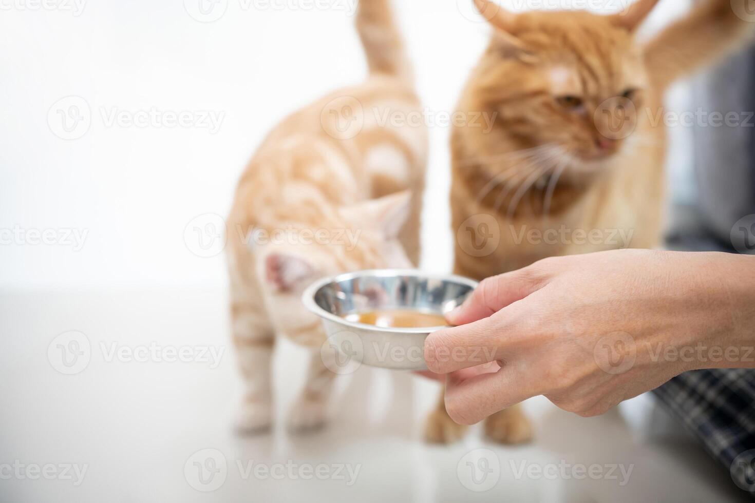 Close up hand women pour the soup into the container and feed the cat for to eat and a silver American shorthair cat is walking to a healthy meal Feeding healthy food for pets photo