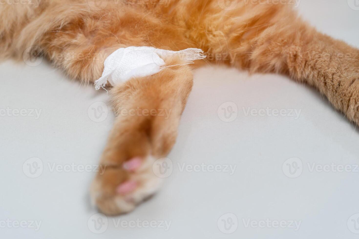 Close up cat leg with bandage that is a wound from a blood draw on the white tiled floor in the house photo