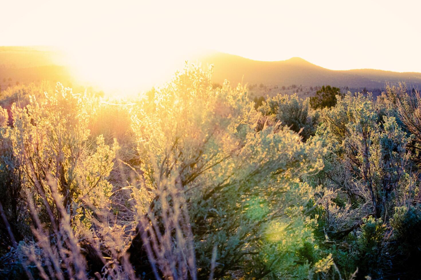 puesta de sol cepillo alto Desierto foto