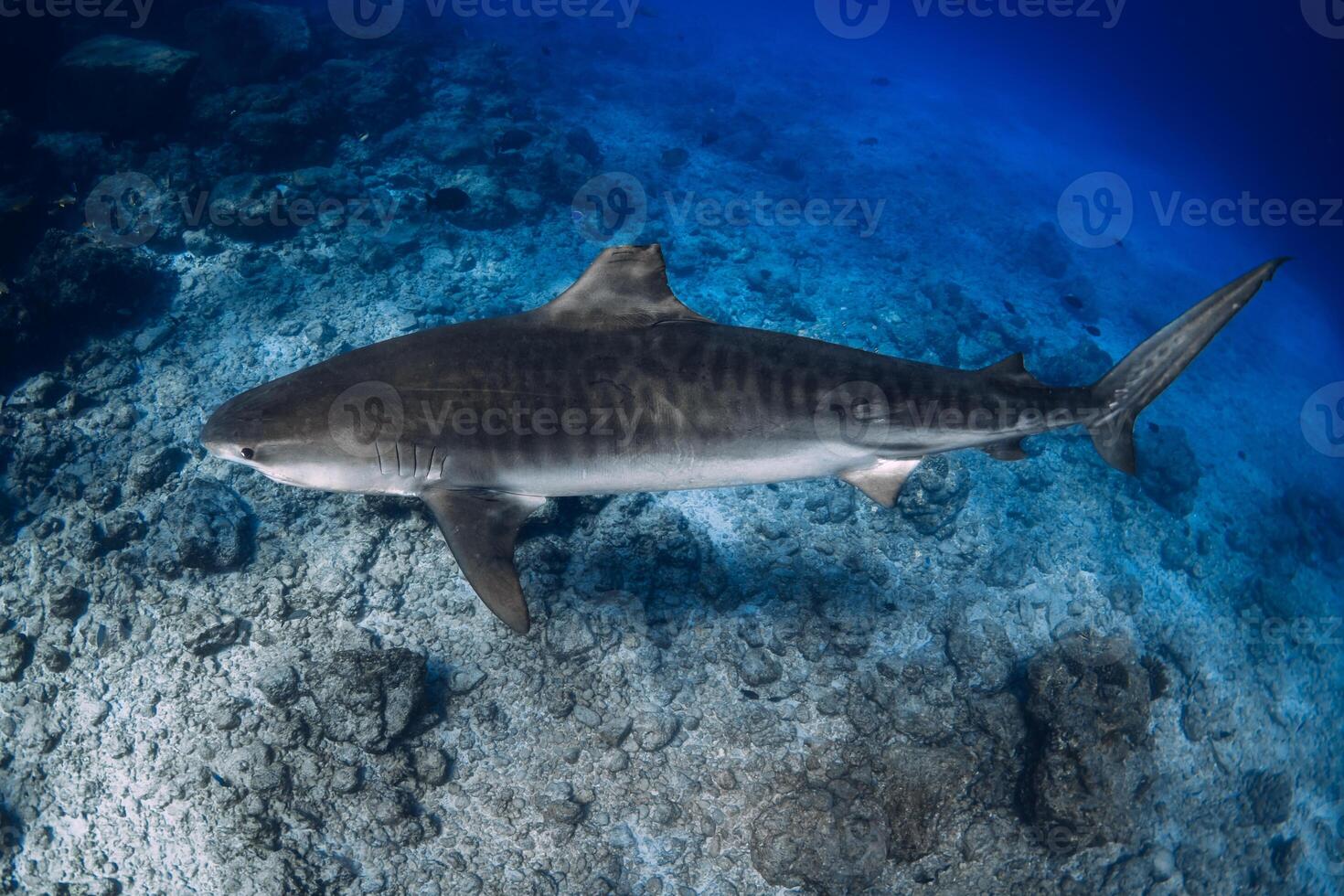 Tiger shark on deep in clear blue ocean. Diving with dangerous tiger sharks. photo