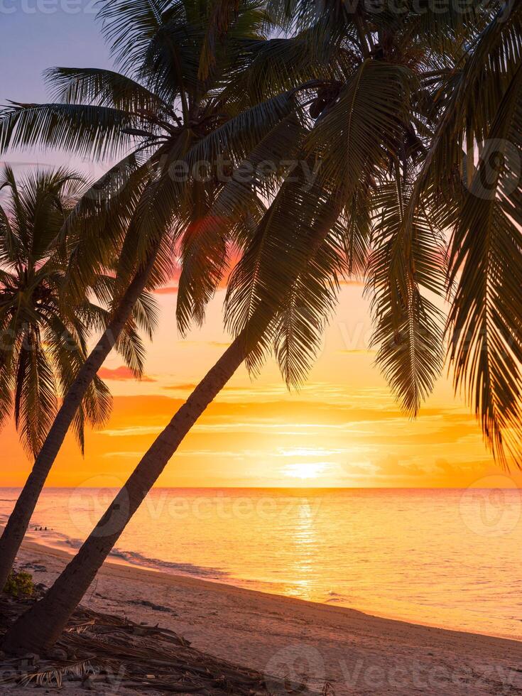 Coconut palms with sunrise or sunset at tropical beach with quiet ocean photo