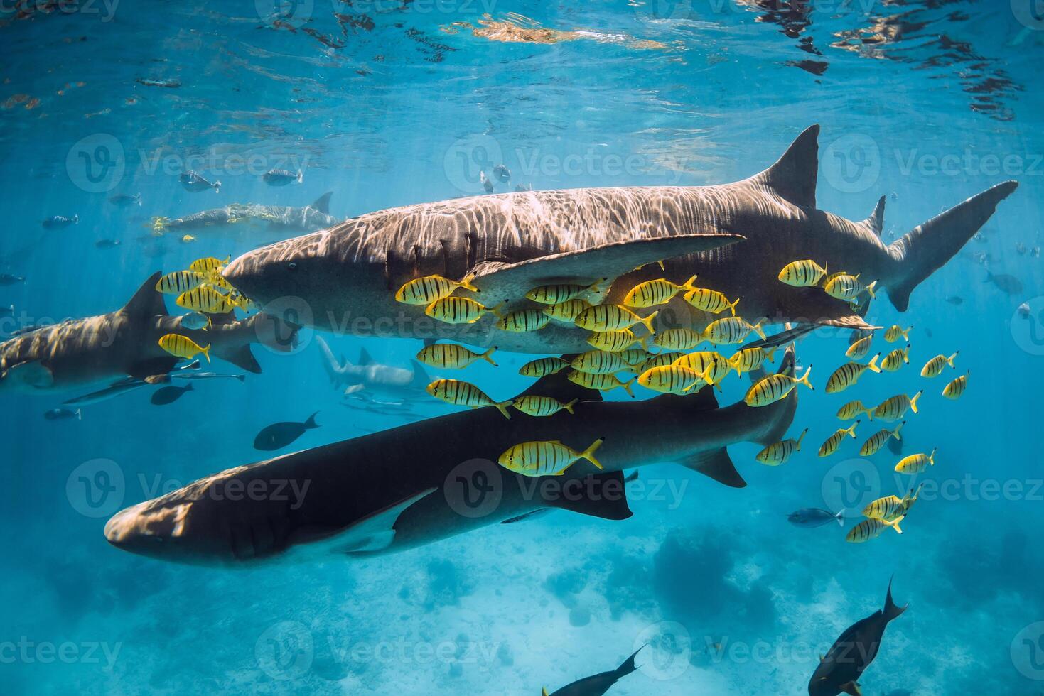 nadando con tropical pescado y enfermero tiburones en azul mar. tiburones en Maldivas foto