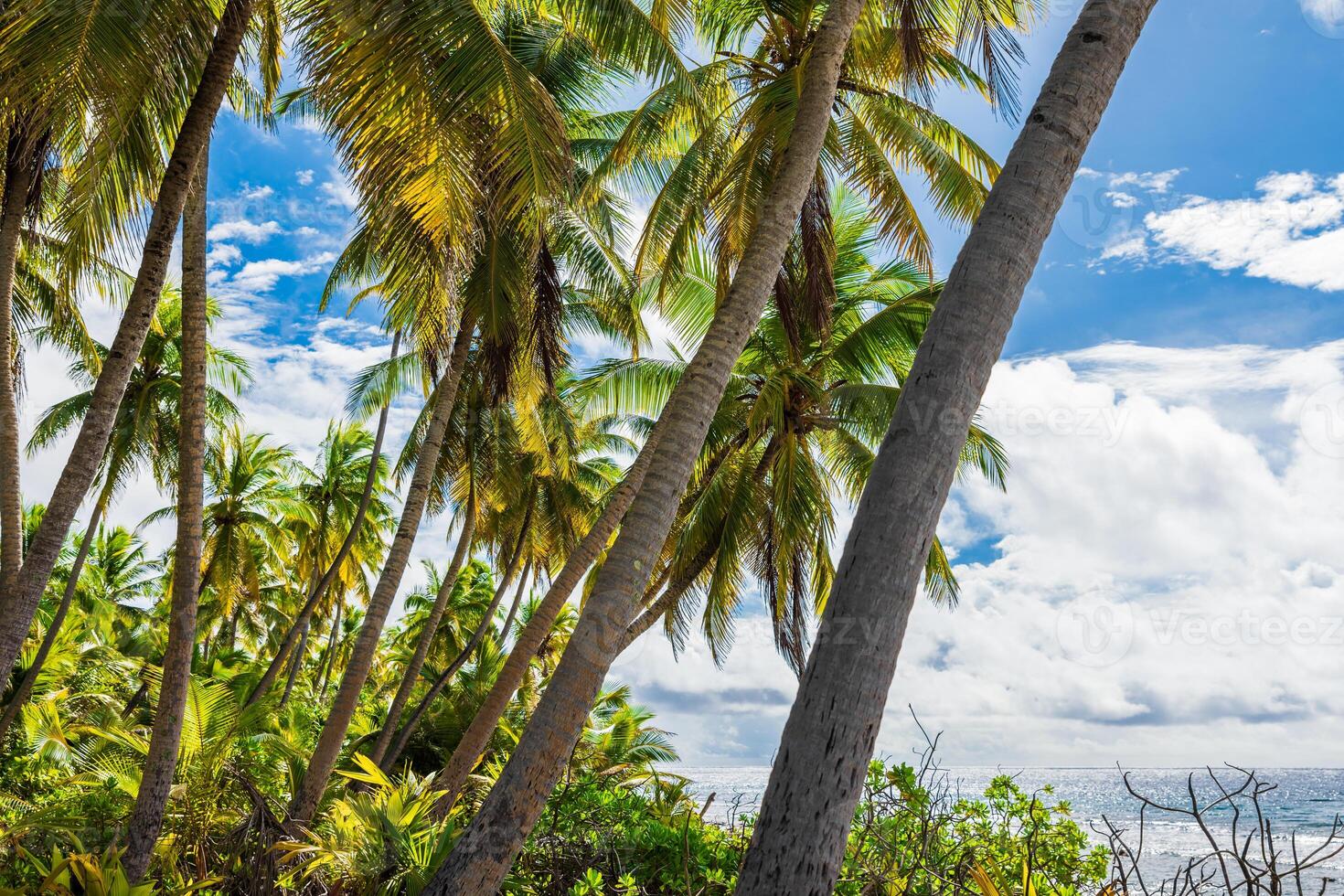 tropical playa en Maldivas isla. viaje bandera con palmas y soleado azul cielo foto