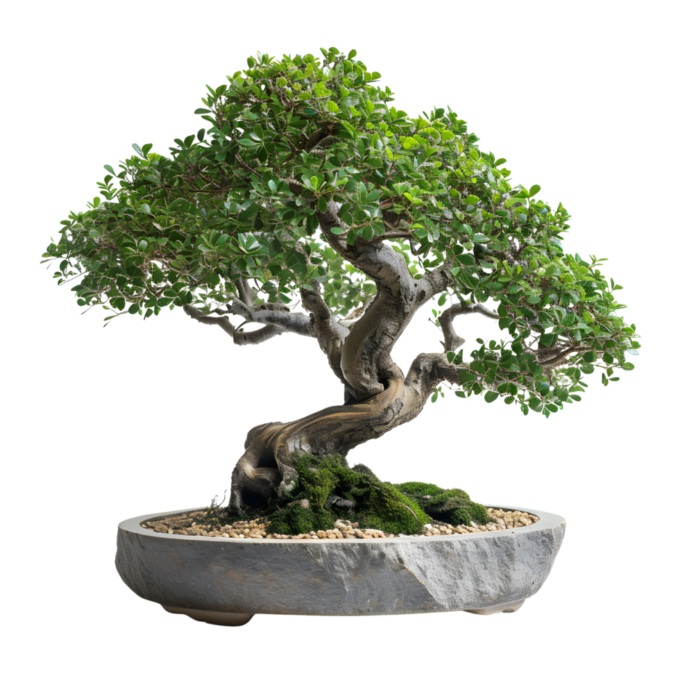 AI generated Beautiful Bonsai on Minimalistic Stone Surface png