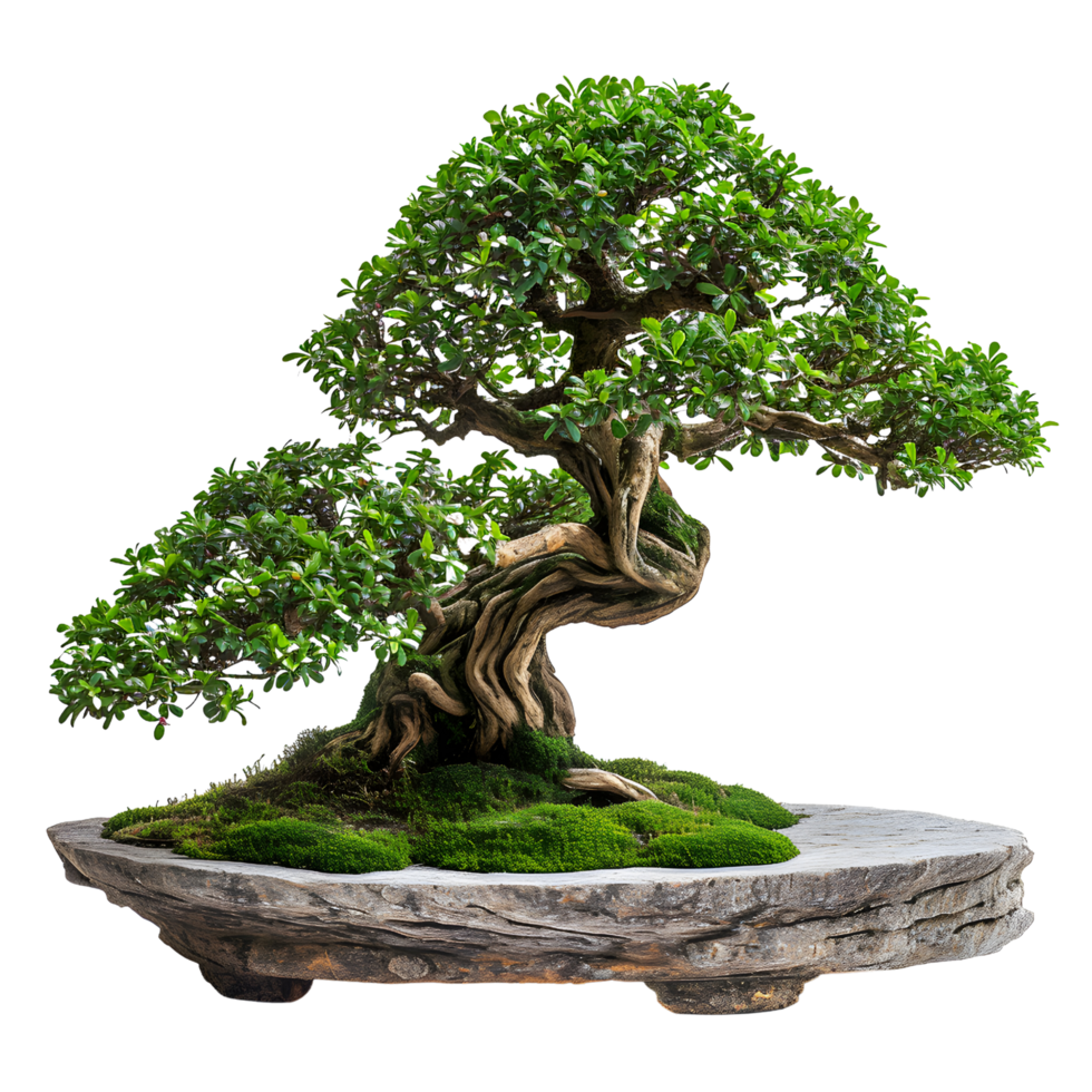 AI generated Minimalist Stone Display featuring a Beautiful Bonsai, Nature Harmony png