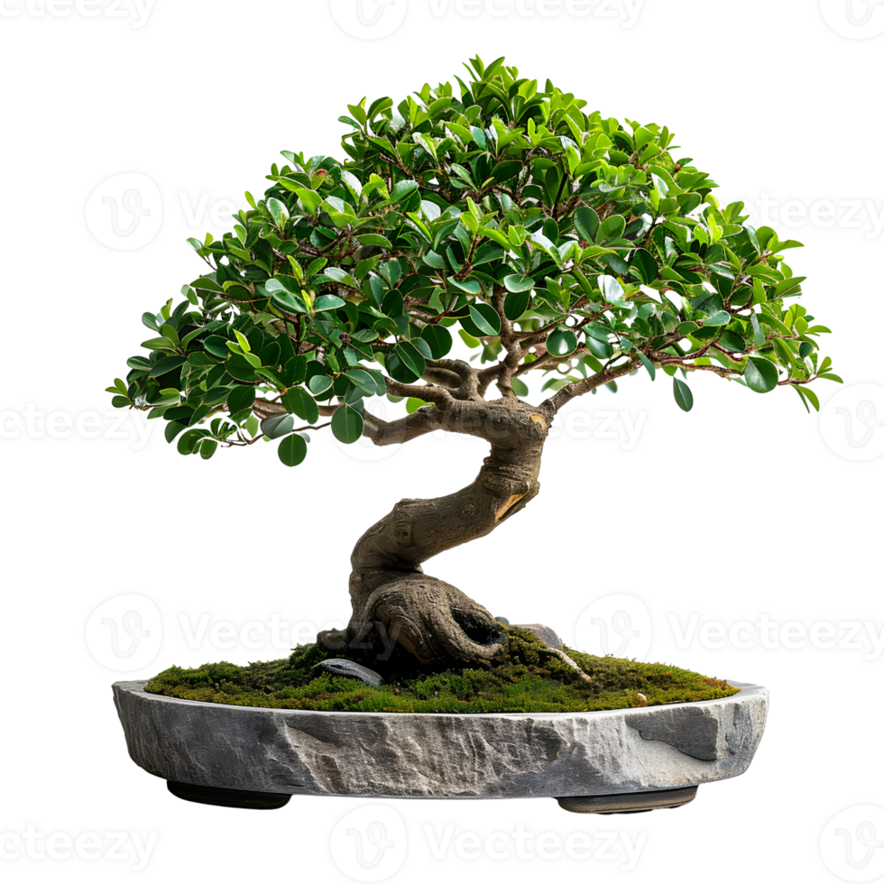AI generated Minimalist Stone Display featuring Beautiful Bonsai, Nature Harmony png