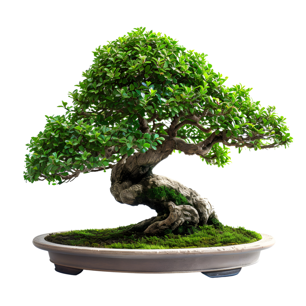 AI generated Beautiful Bonsai on Minimalist and Aesthetic Stone png