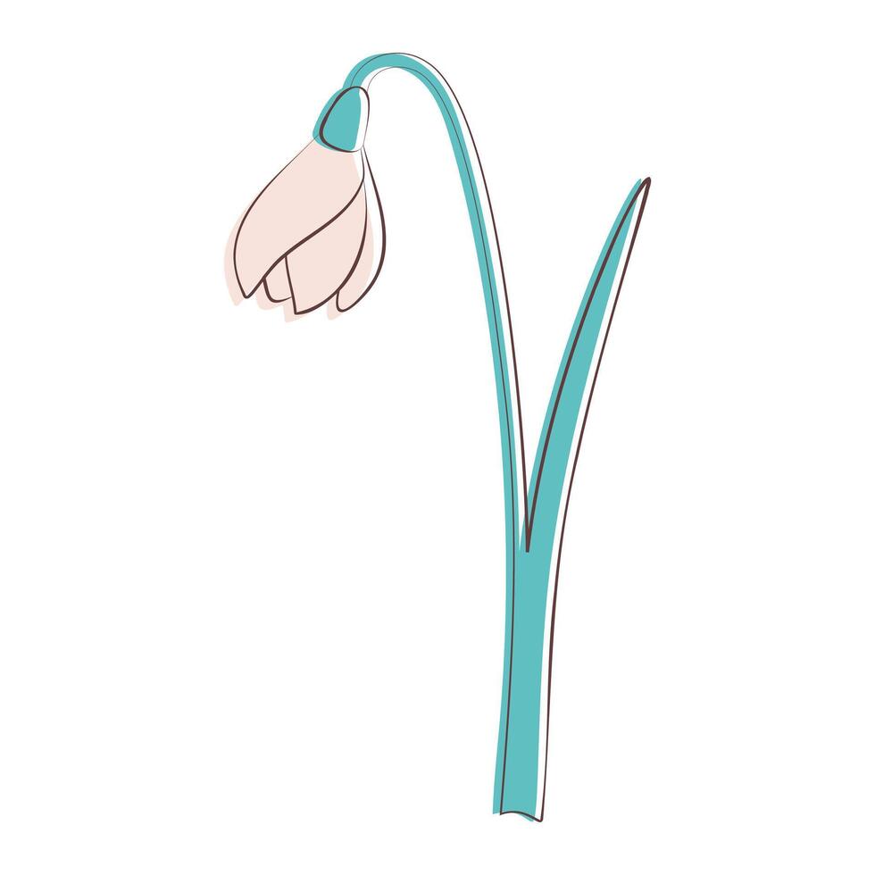 snowdrop  flower illustration vector