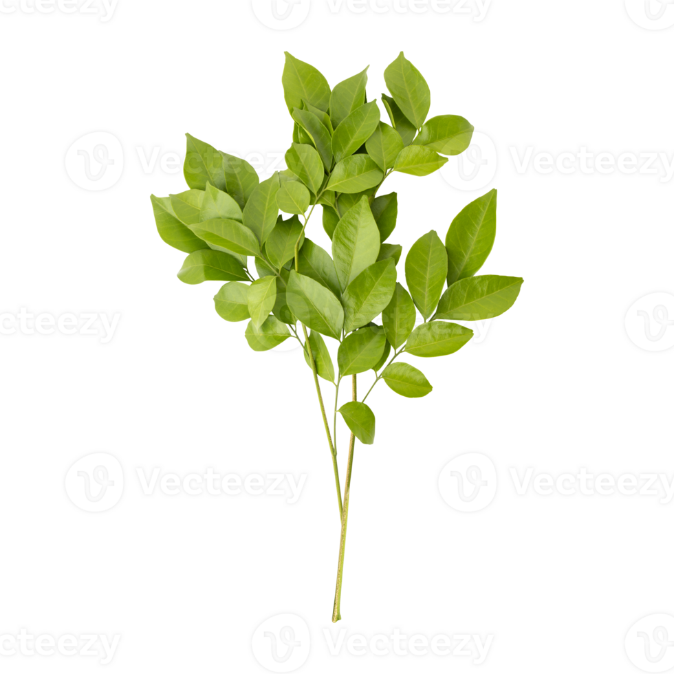 vers groen murraya bladeren geïsoleerd Aan transparant achtergrond png