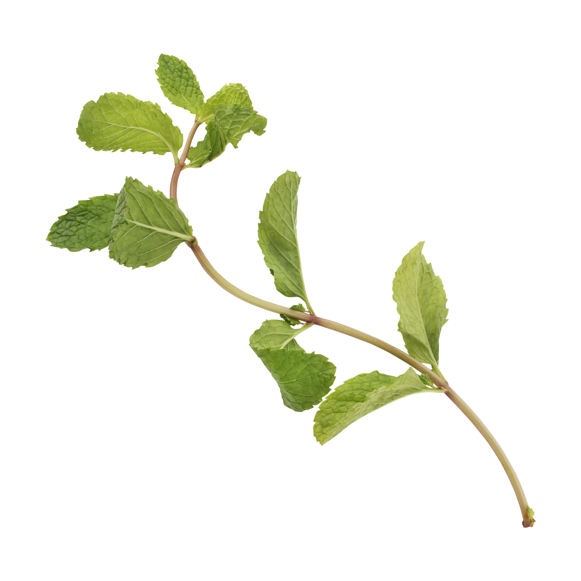 Mint Leaves Mint Leaves Isolated On Transparent Backg vrogue.co