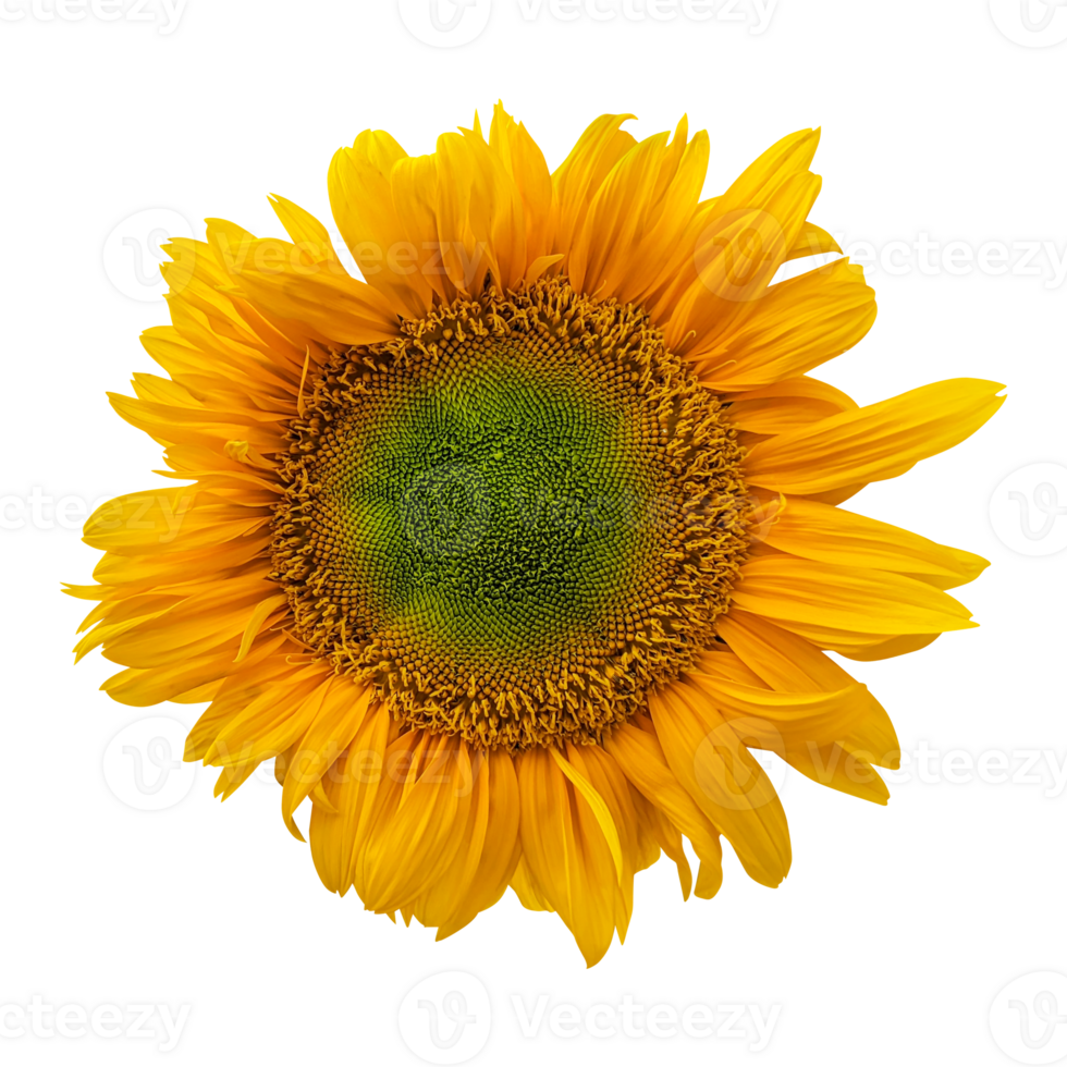 Yellow sunflower isolated on transparent background png