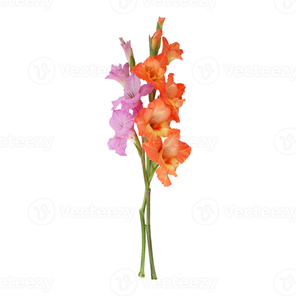 Orange Purple gladiolus flower stem isolated on transparent background png