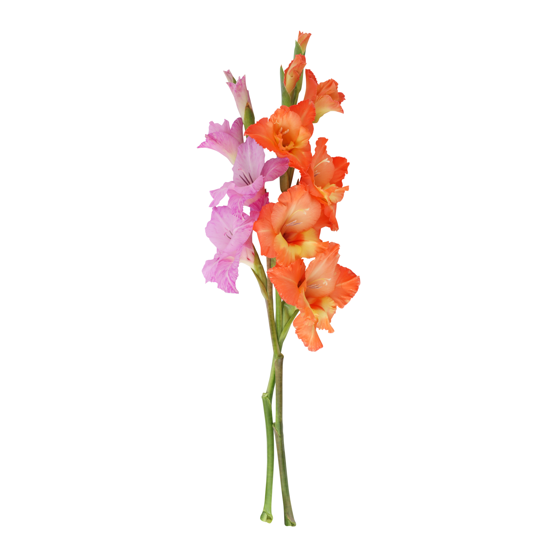 Orange purple gladiolus flower stem isolated on transparent background